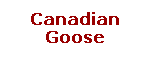 Canadian Goose